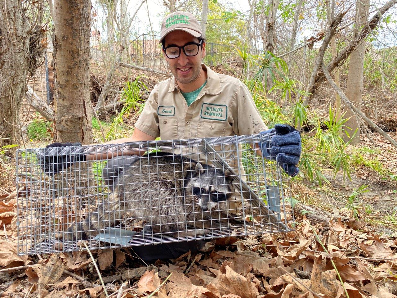 Tulsa raccoon trapping